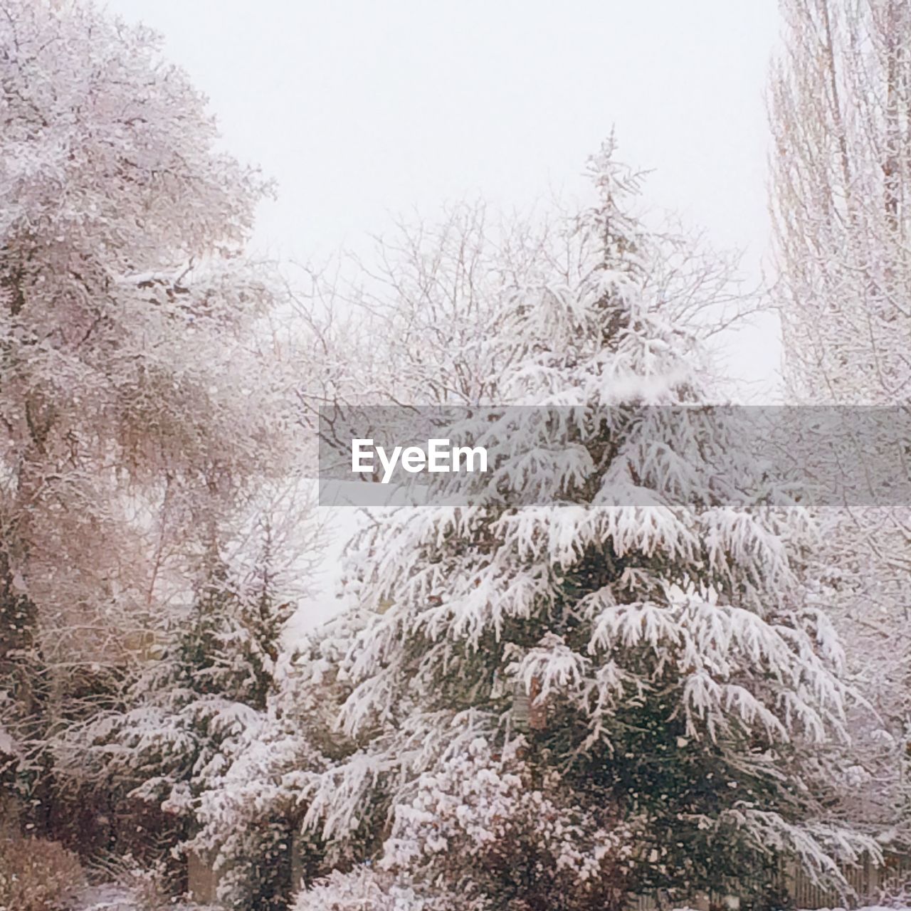 SNOW COVERED TREES IN WINTER