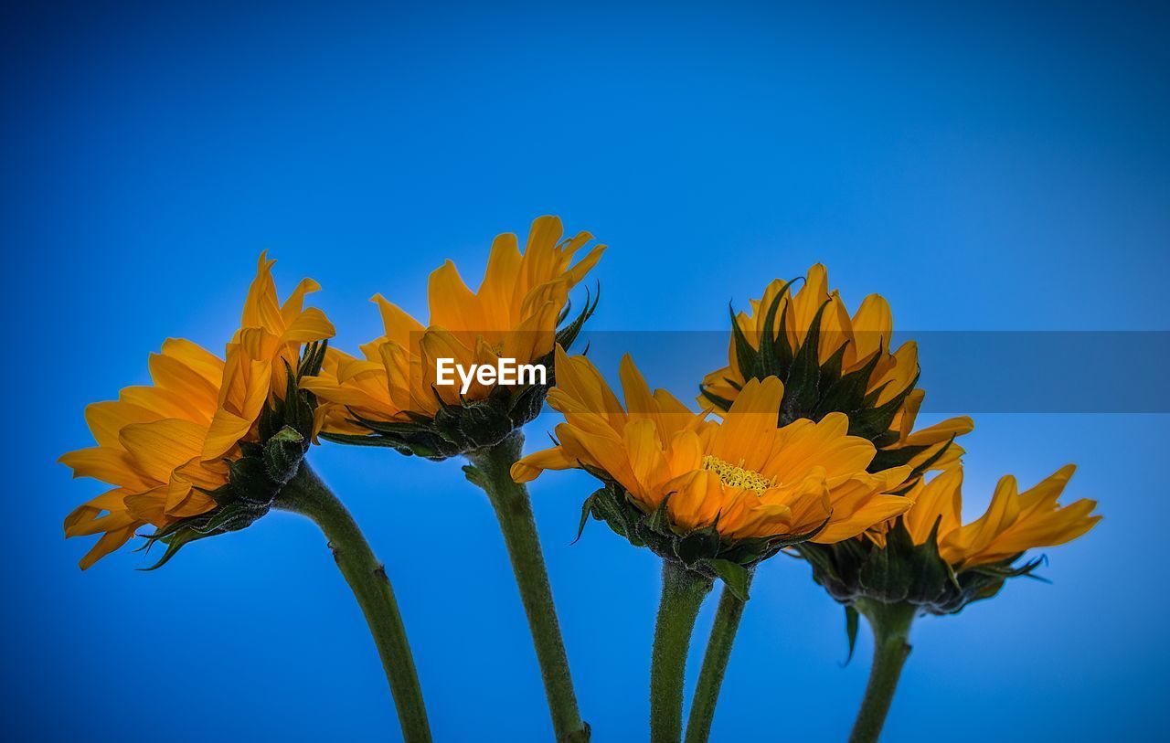 CLOSE-UP OF YELLOW FLOWER AGAINST BLUE SKY