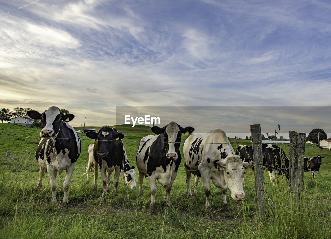 Group of holstein dairy cows lined up along a fence looking at the camera