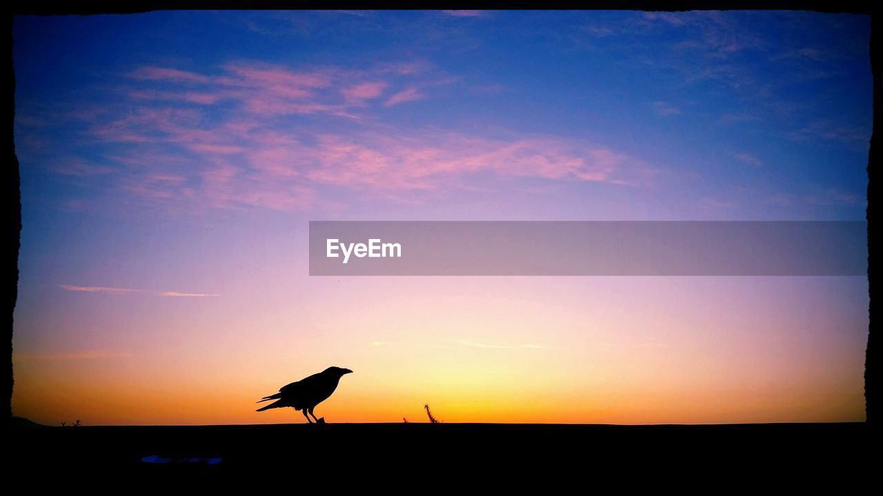Silhouette of crow perching on window