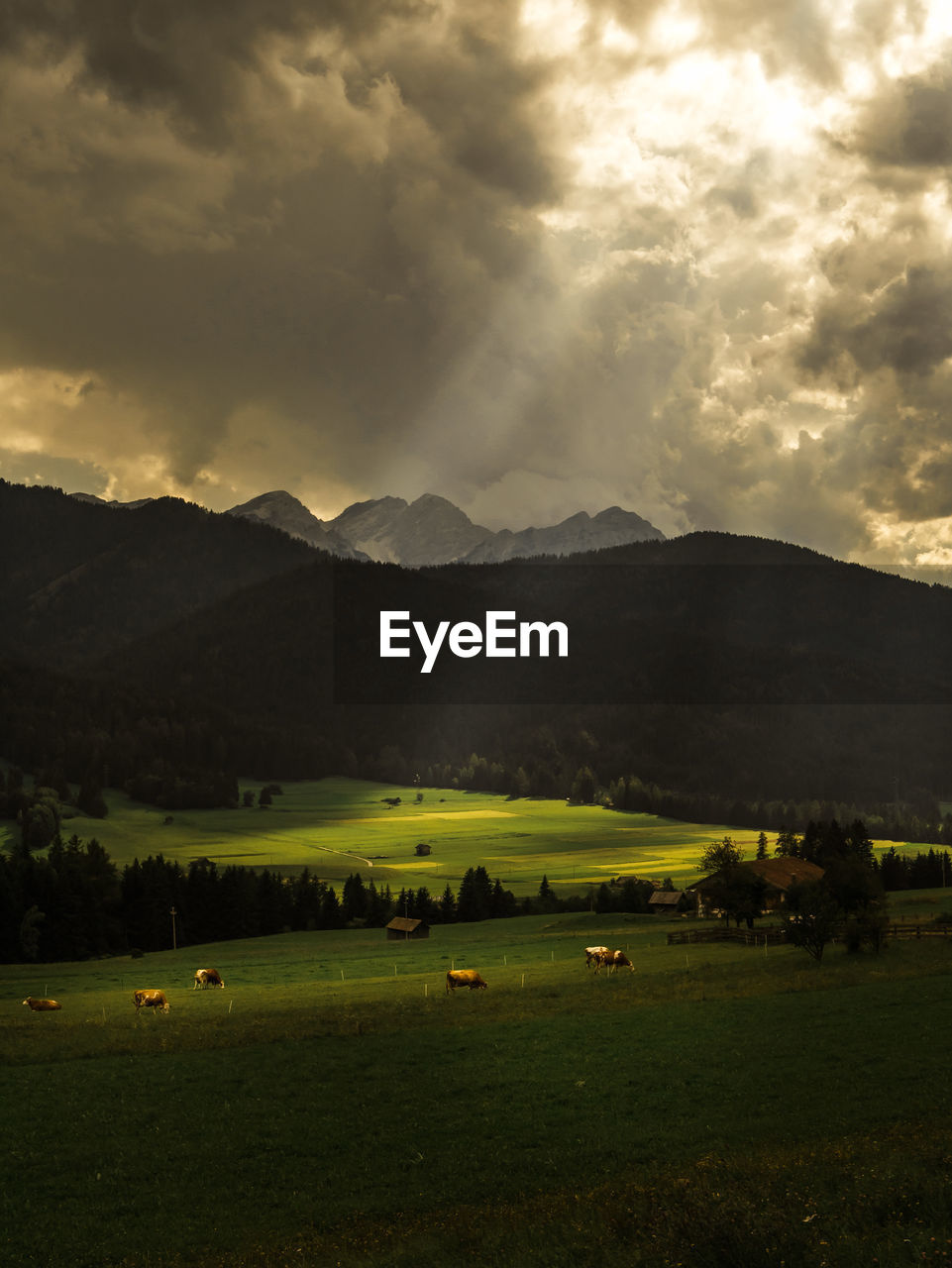 Pasture under cloudy sky