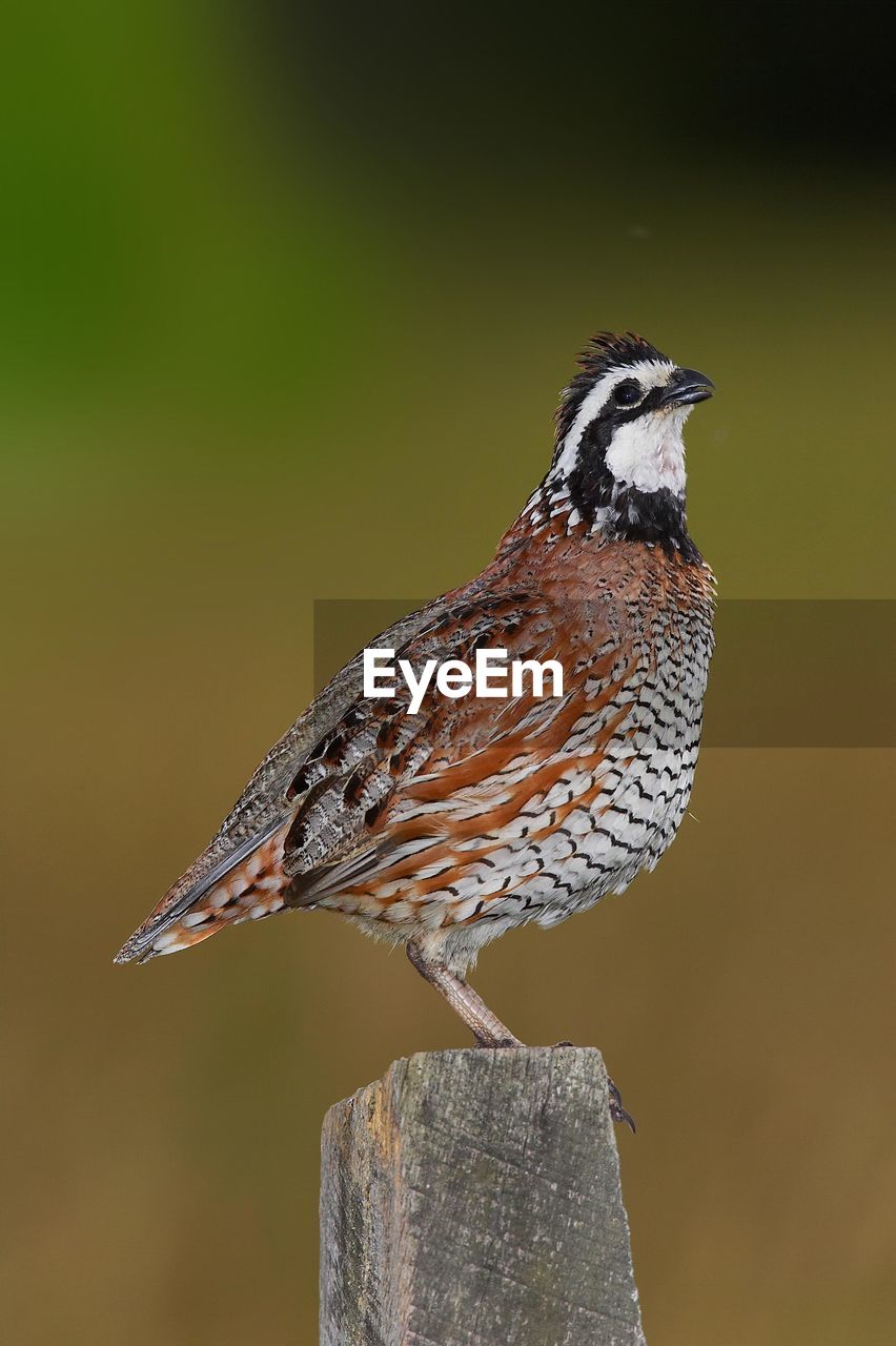 Close-up of northern bobwhite perching on wooden post