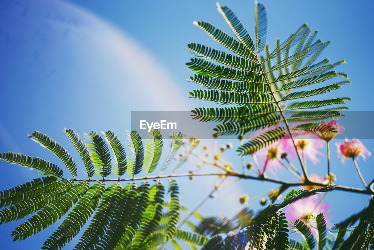 Low angle view of leaves against sky