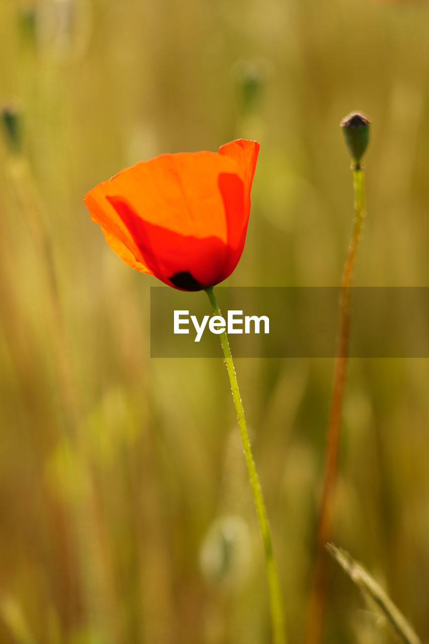 Close-up of red poppy flower