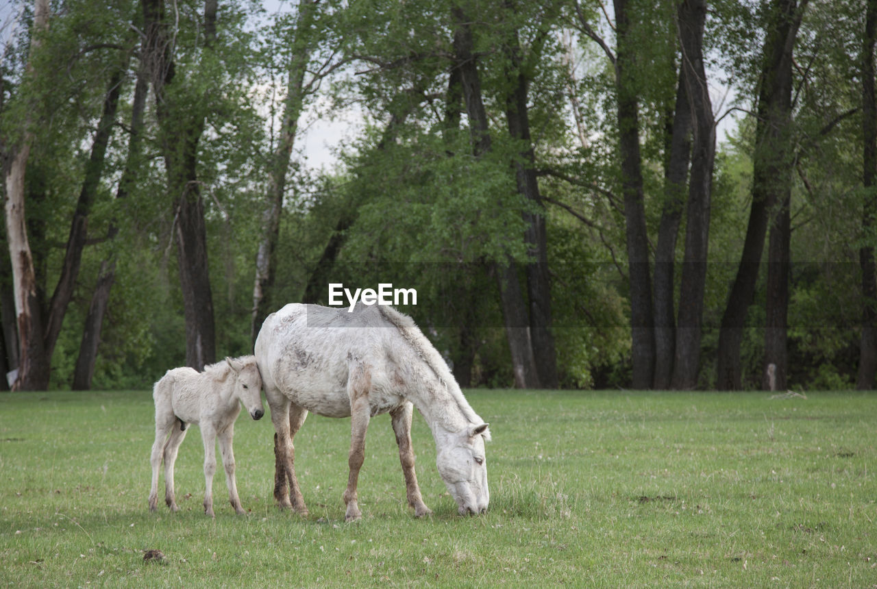 HORSES GRAZING IN A FIELD