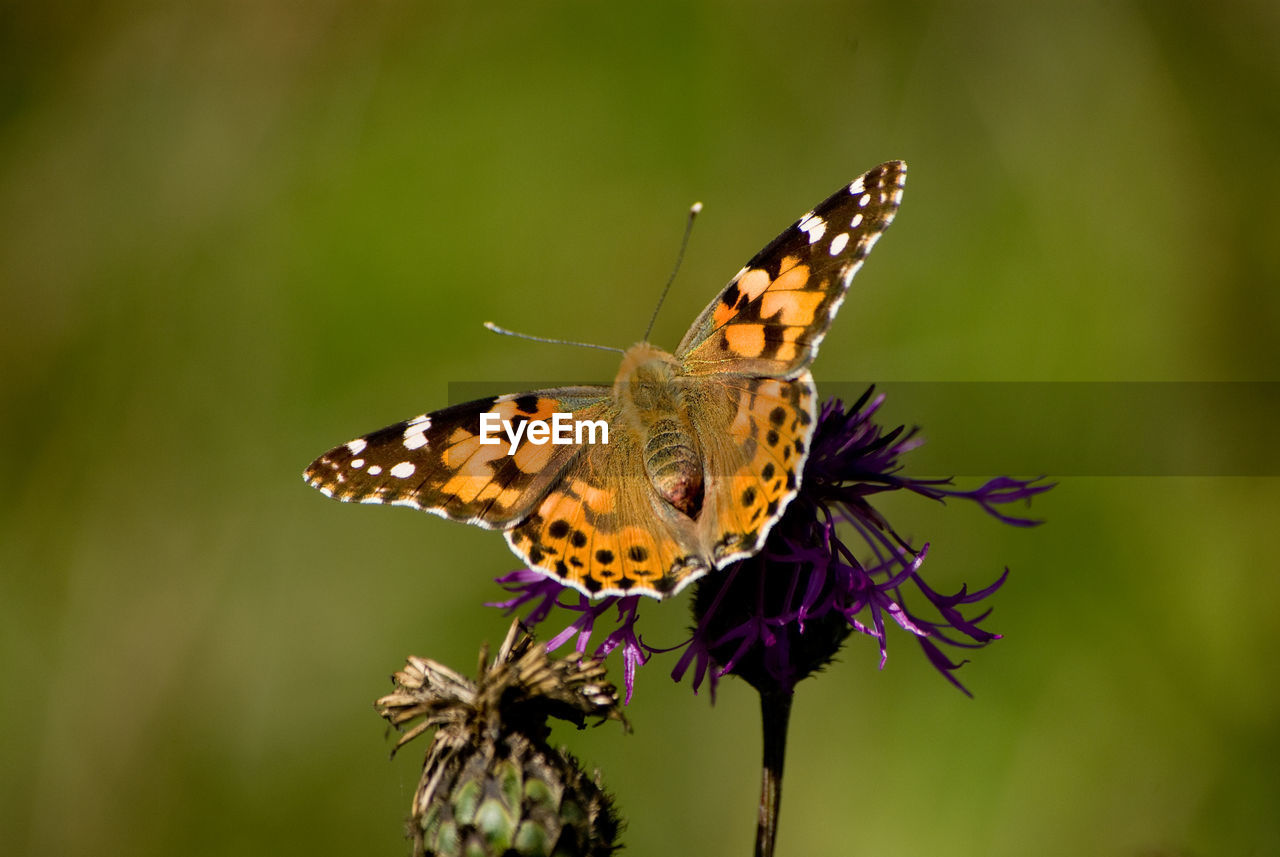 CLOSE-UP OF BUTTERFLY ON FLOWER