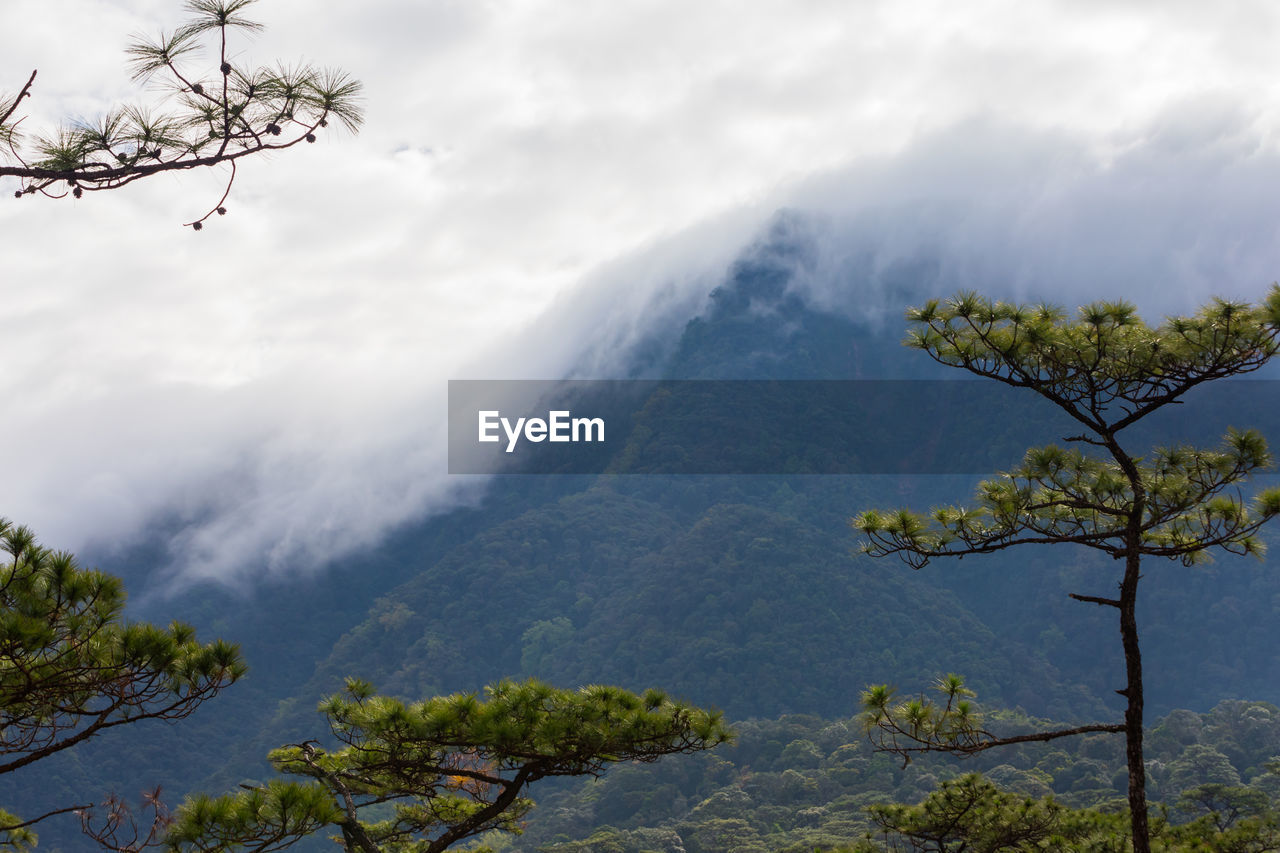 Scenic view of tree mountains against sky