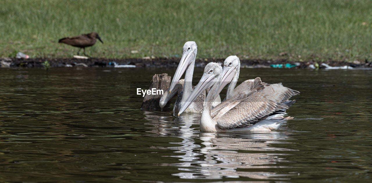 VIEW OF BIRDS IN LAKE