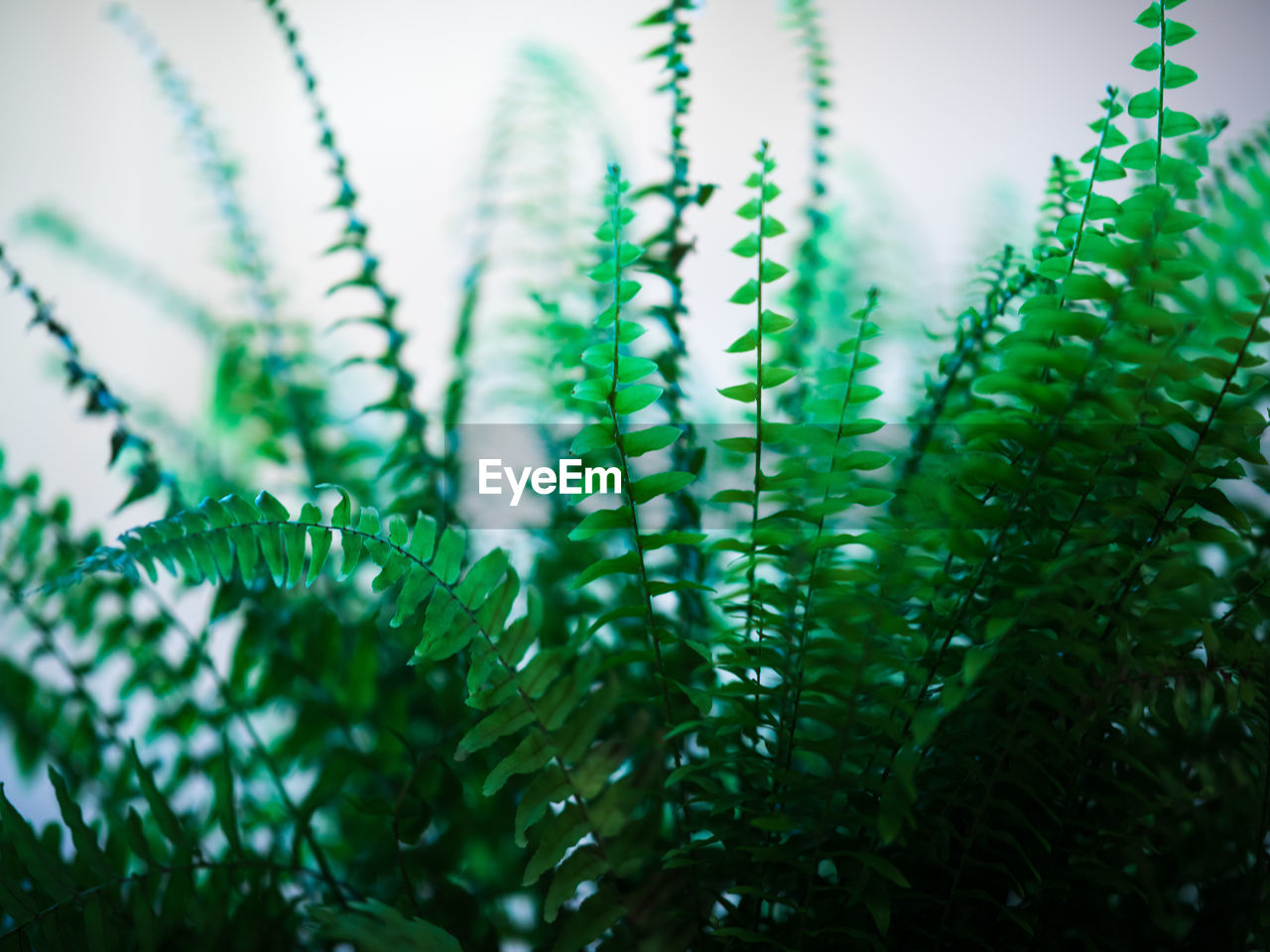 Close-up of fern leaves