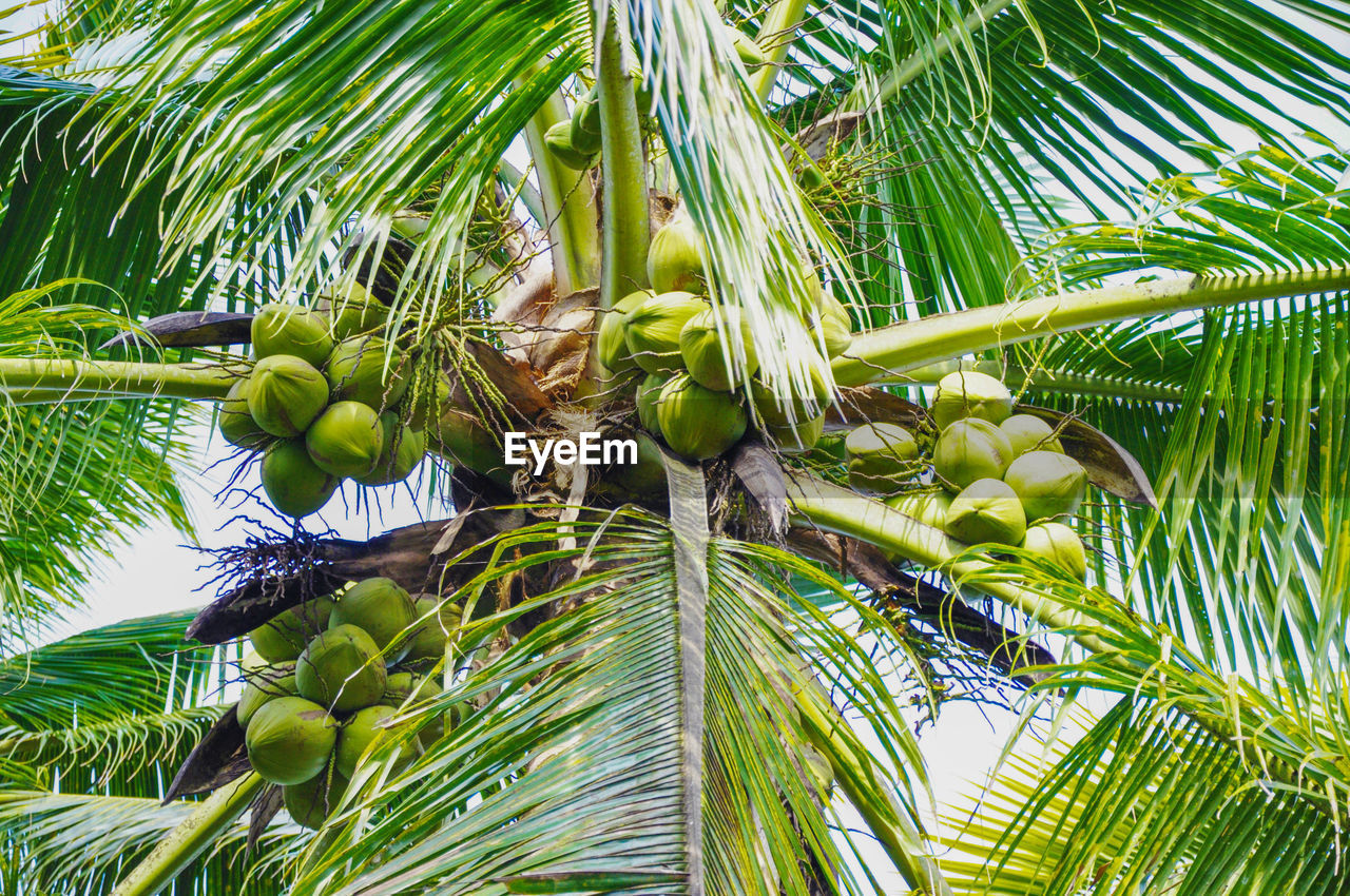 Low angle view of coconut palm tree