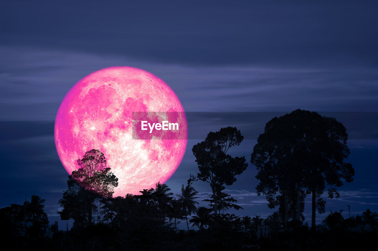 Pink moon night sky flower against trees at sunset