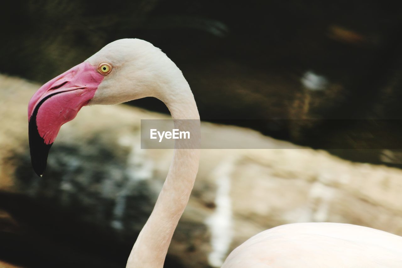 CLOSE-UP OF DUCK