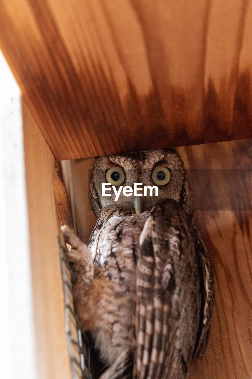 CLOSE-UP PORTRAIT OF OWL IN ZOO