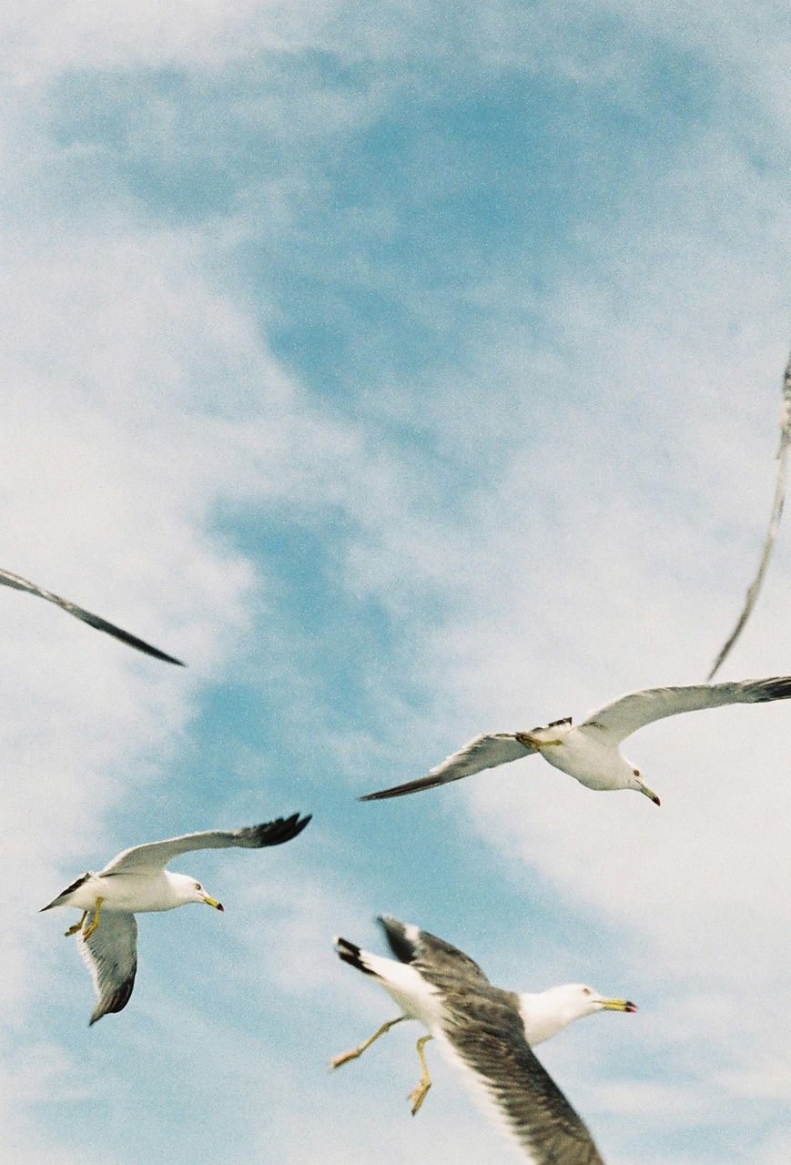 Low angle view of seagulls flying against sky