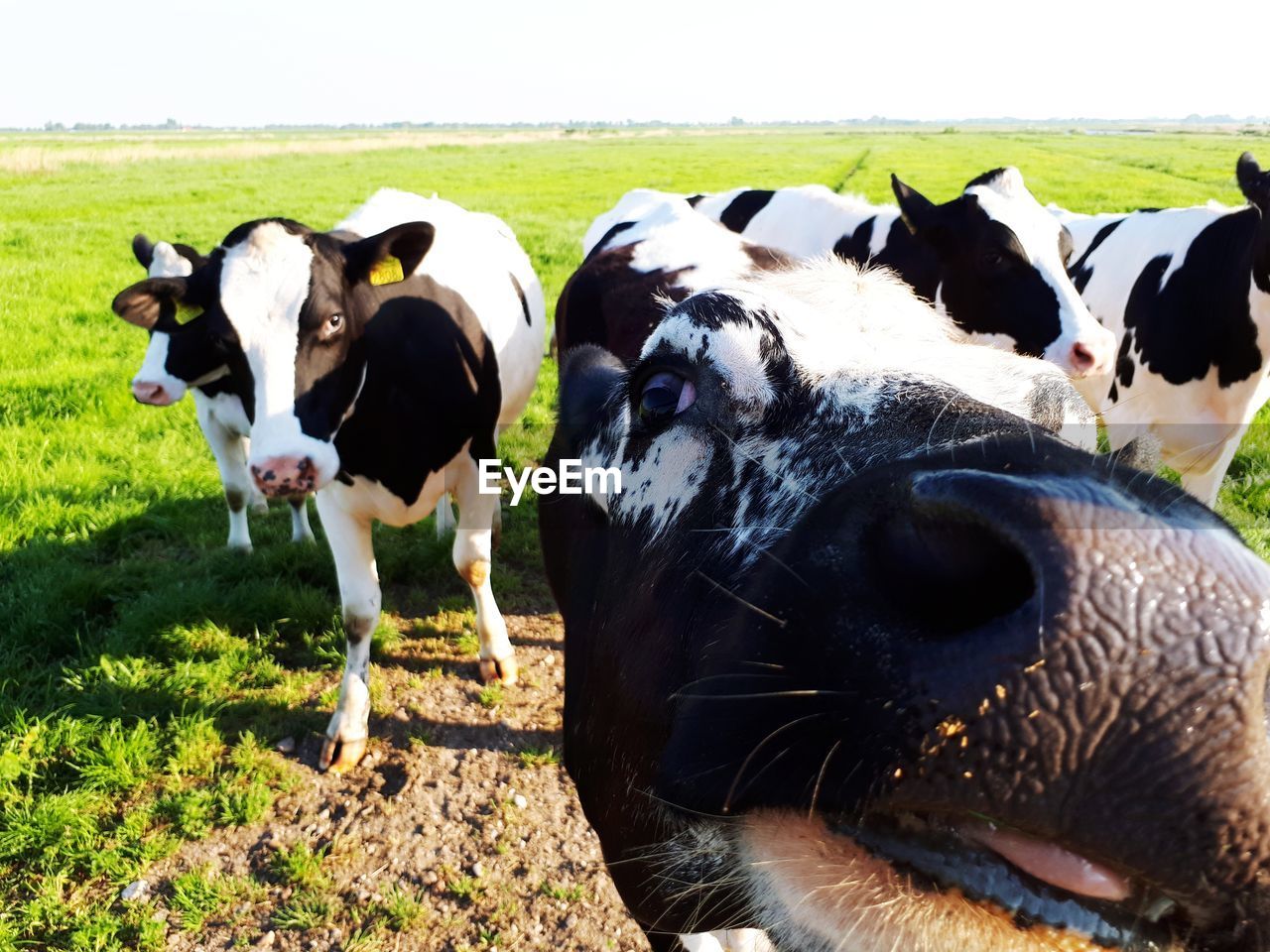 VIEW OF COWS IN FIELD