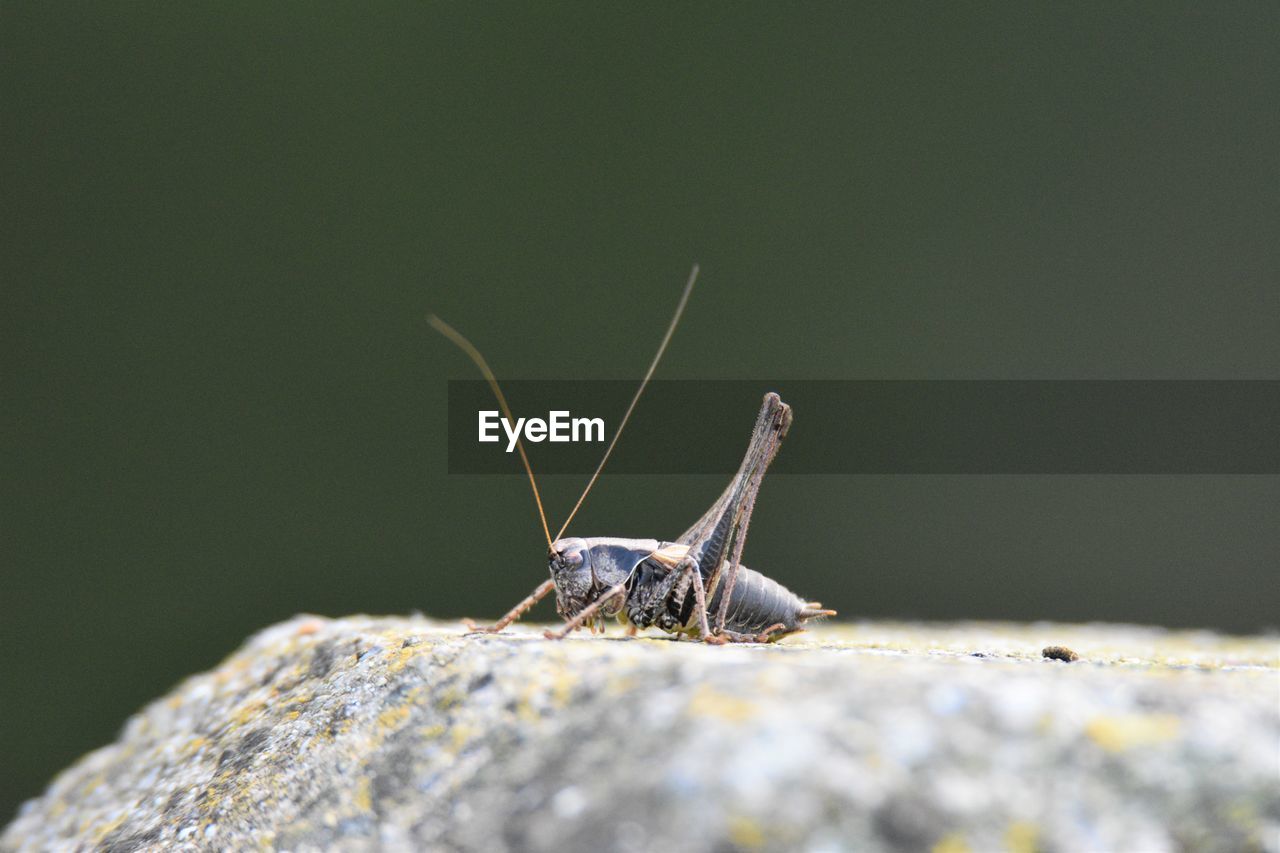 Close-up of grasshopper on rock