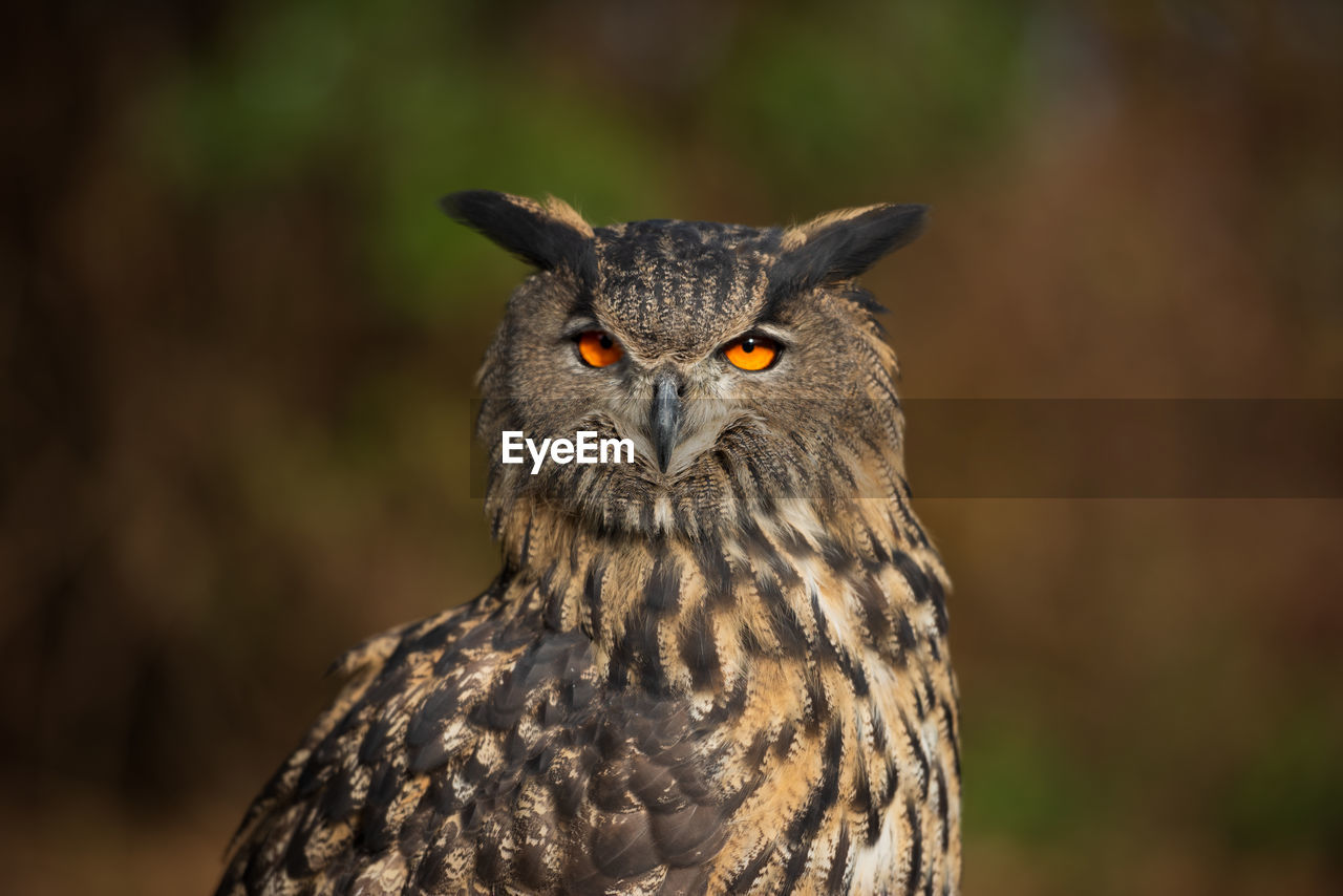 PORTRAIT OF OWL