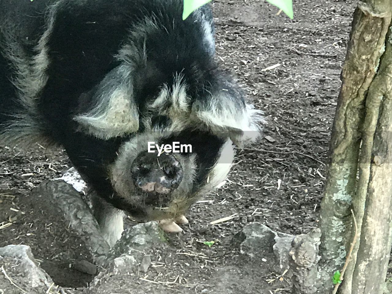 CLOSE-UP OF DOG AT ZOO
