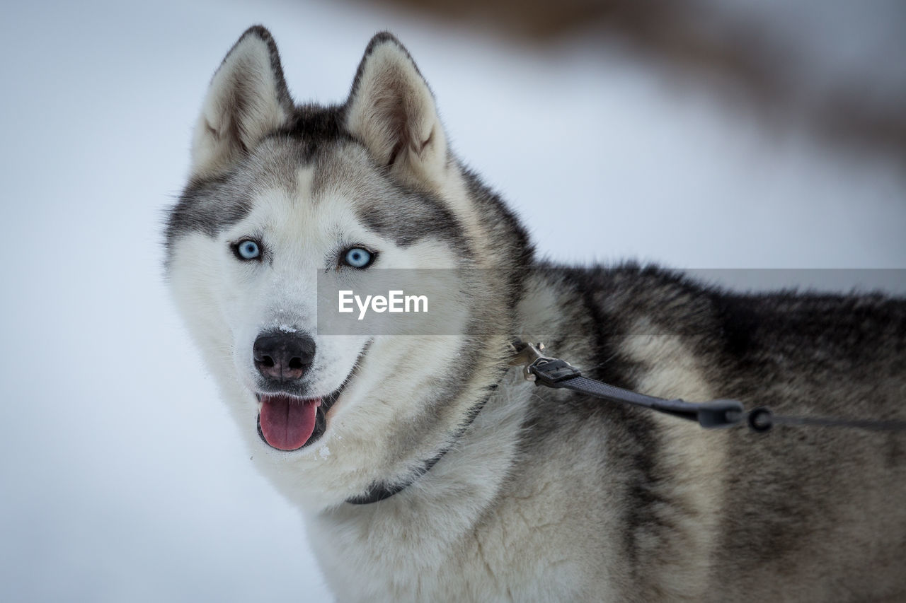 Close-up of siberian husky