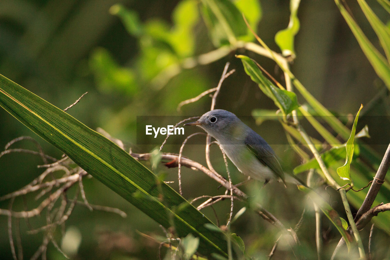 Blue gray gnatcatcher polioptila caerulea perches in the brush of a swamp in naples, florida