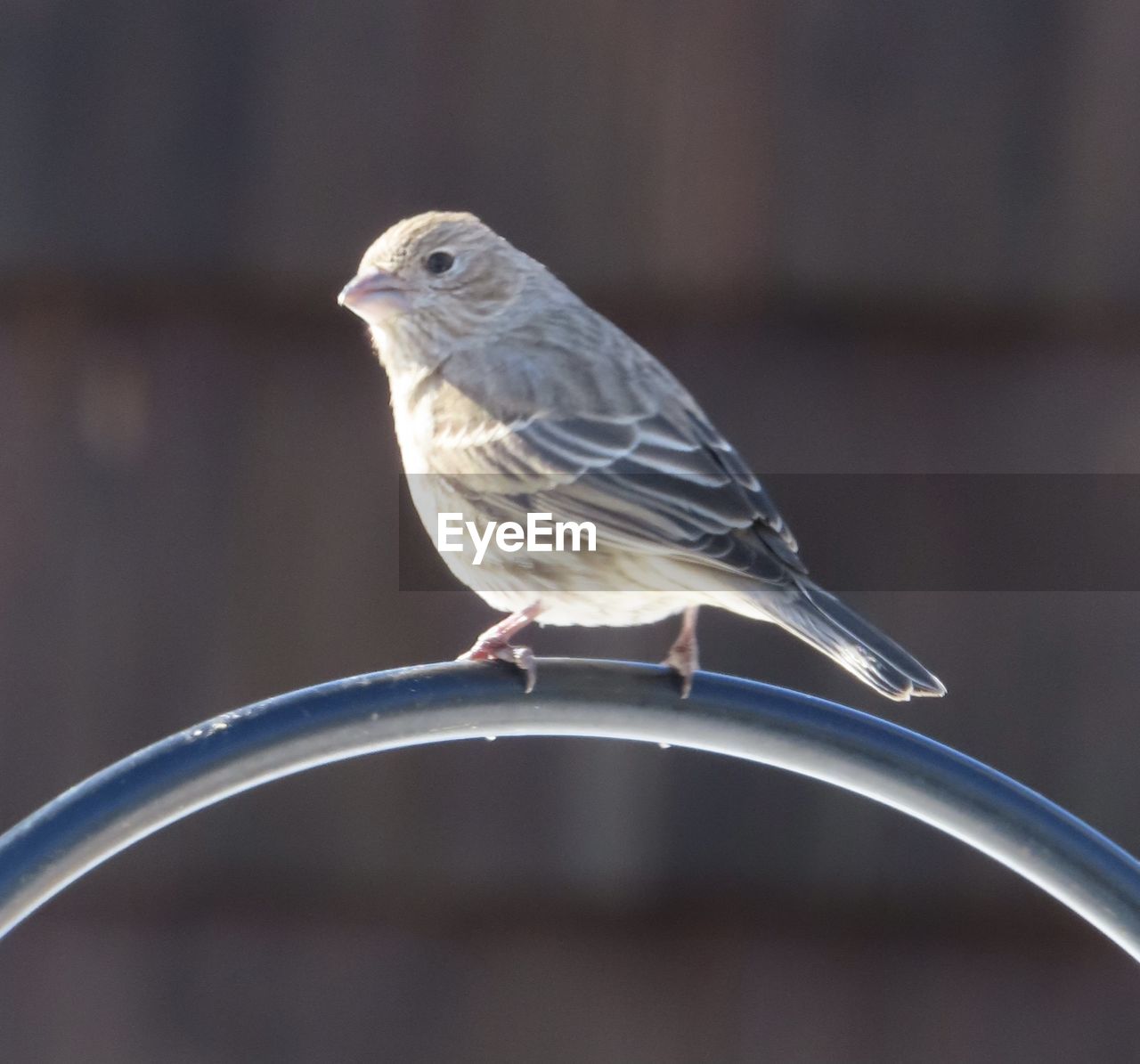 CLOSE-UP OF BIRD PERCHING ON A METAL