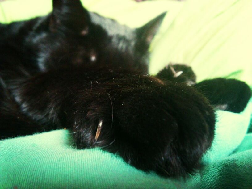 CLOSE-UP OF CAT LYING ON FLOOR