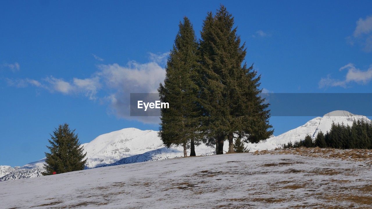 snow, tree, mountain, sky, winter, plant, mountain range, cold temperature, nature, scenics - nature, coniferous tree, pine tree, beauty in nature, landscape, environment, pinaceae, ridge, cloud, land, wilderness, pine woodland, blue, tranquil scene, non-urban scene, tranquility, forest, no people, day, spruce, outdoors, travel, white, travel destinations, fir, snowcapped mountain, frozen, remote, sunlight
