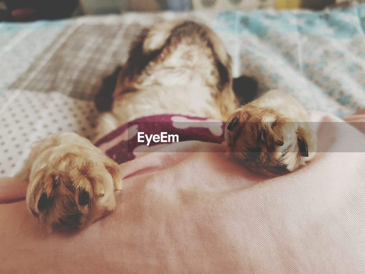 Close-up of shih tzu sleeping with blanket on bed