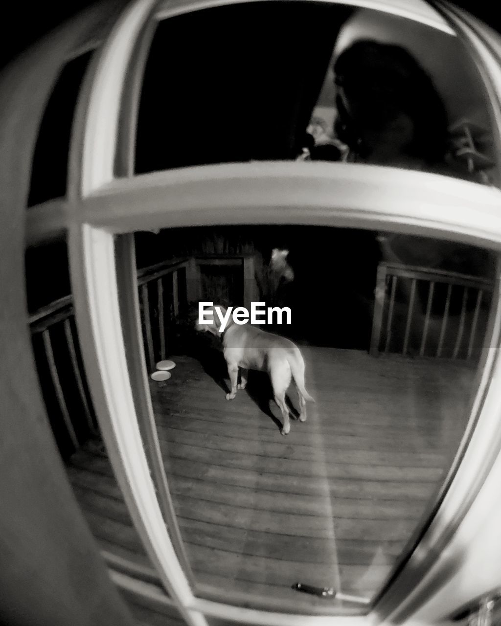 Fish eye lens view of dog on wooden floor seen through glass window