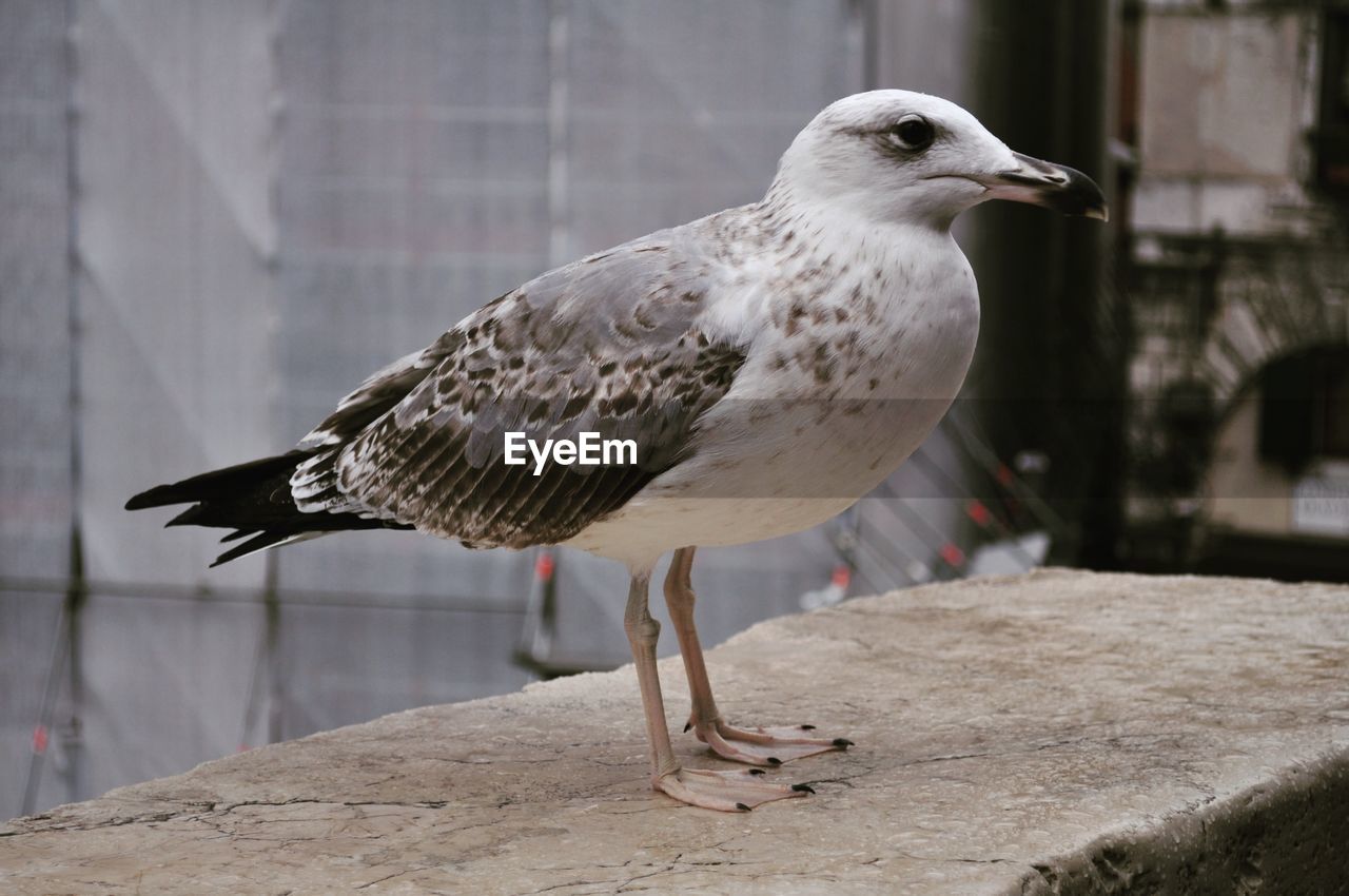 SEAGULL PERCHING ON RETAINING WALL