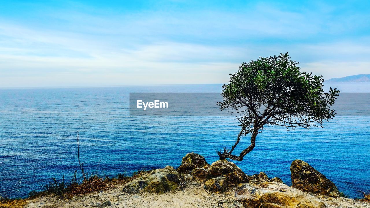 Tree on shore against horizon