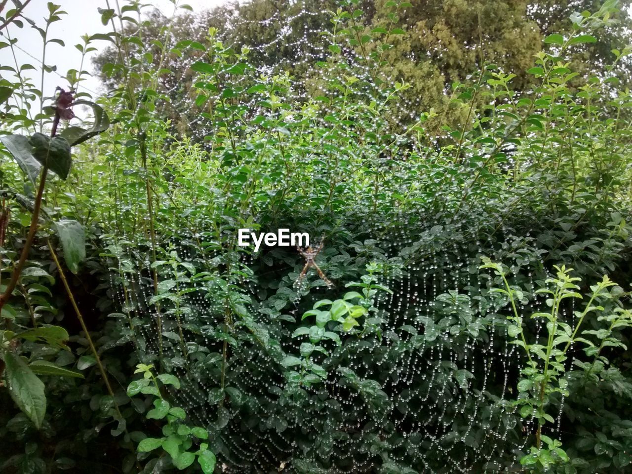 PLANTS GROWING IN FOREST