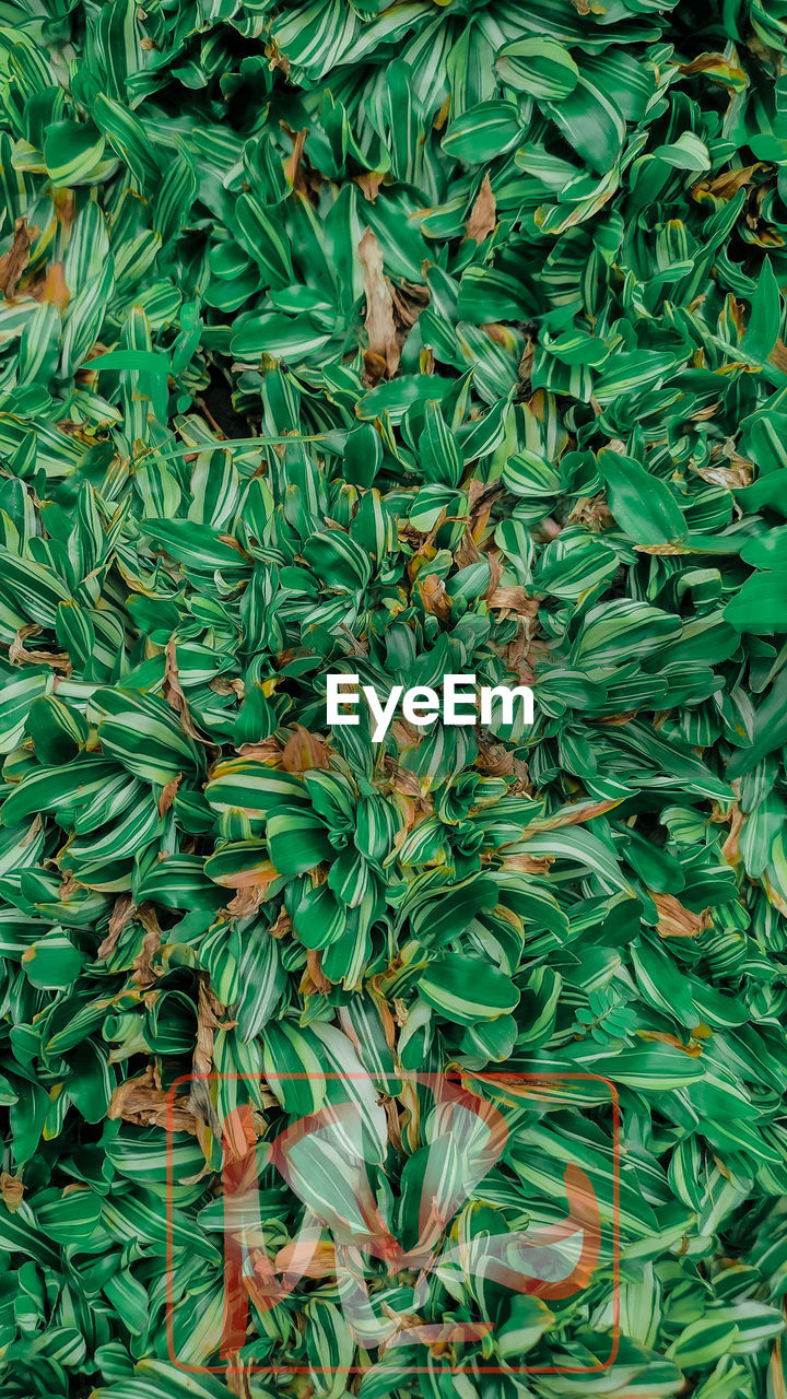 FULL FRAME SHOT OF PLANTS ON FIELD