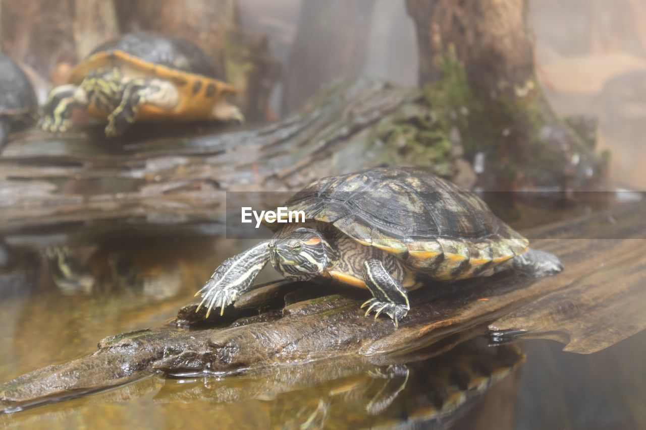 CLOSE-UP OF TURTLE IN THE WATER