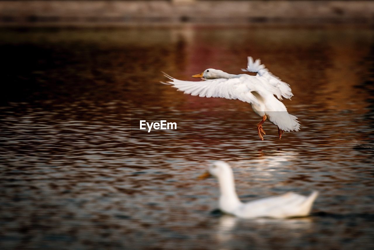 SEAGULL FLYING ABOVE A LAKE