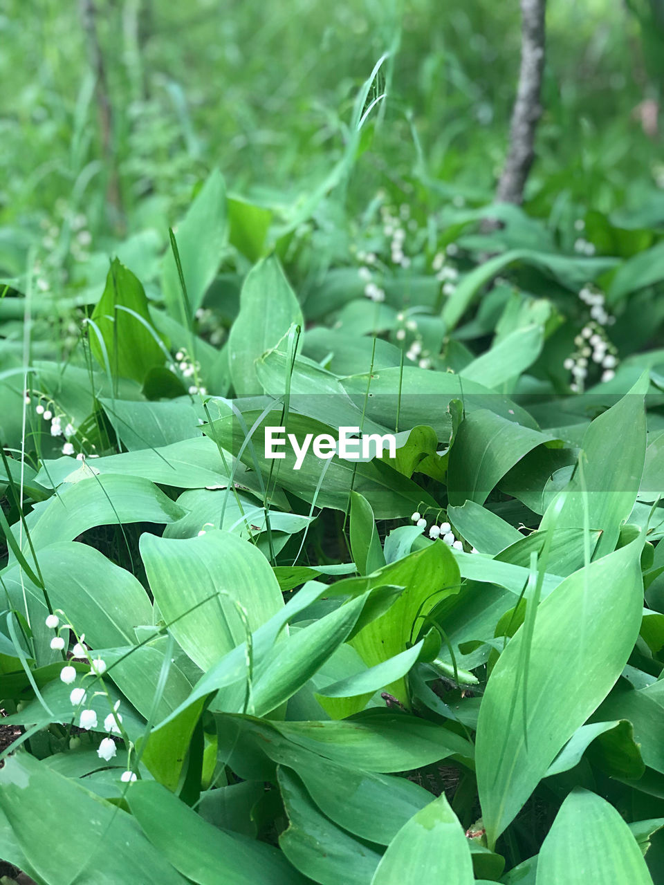 CLOSE-UP OF GREEN LEAVES ON PLANT WITH WATER DROPS ON PLANTS