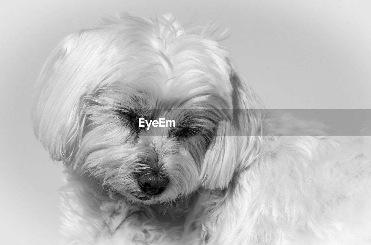 Close-up of a dog over white background