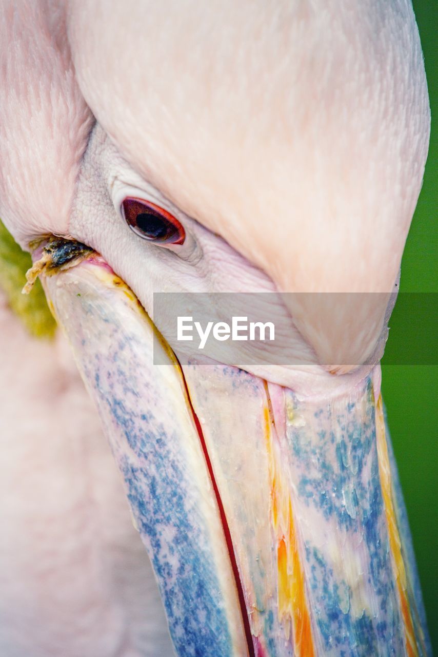 Close-up of a bird