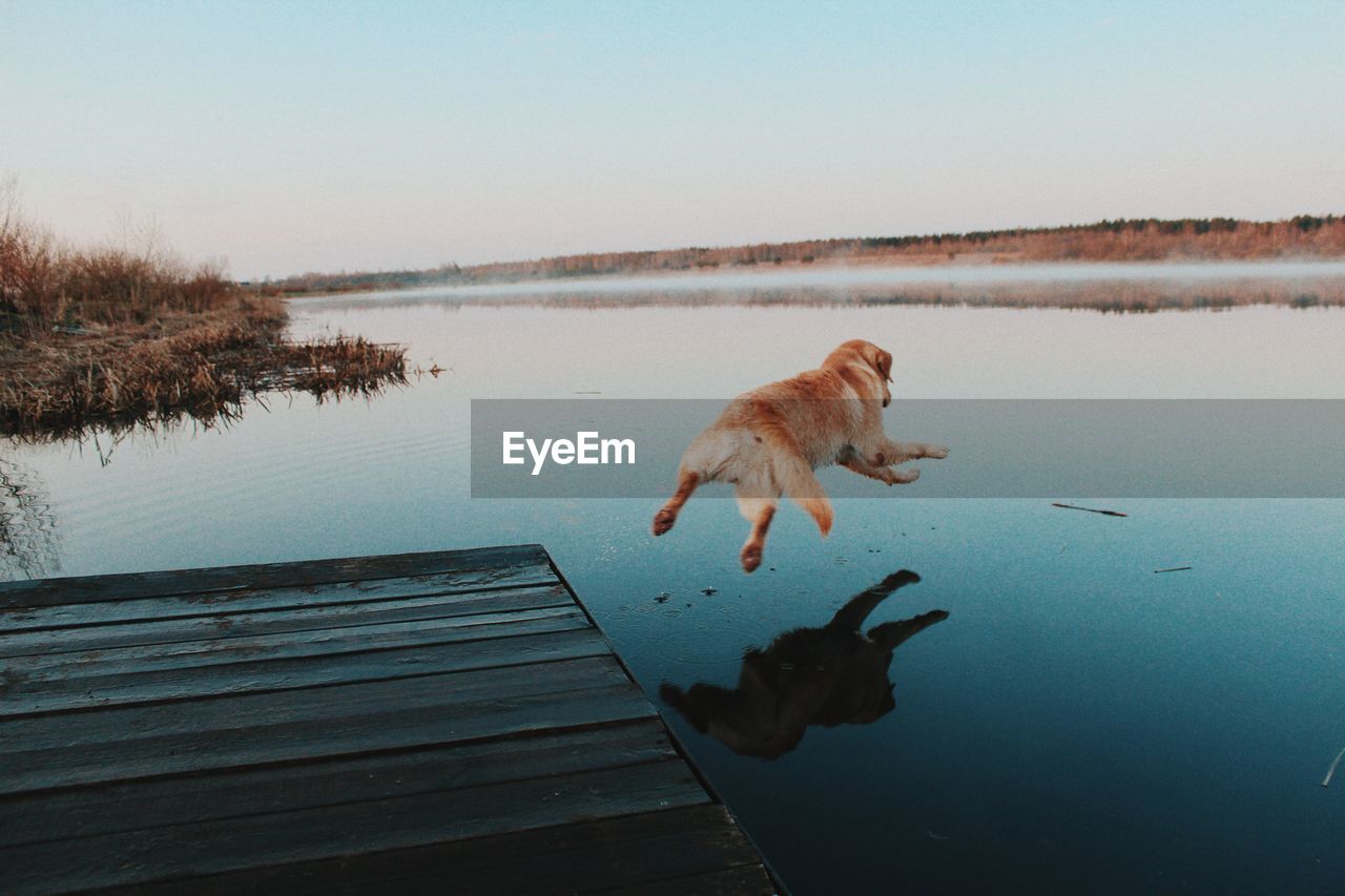 Dog jumping from jetty into lake