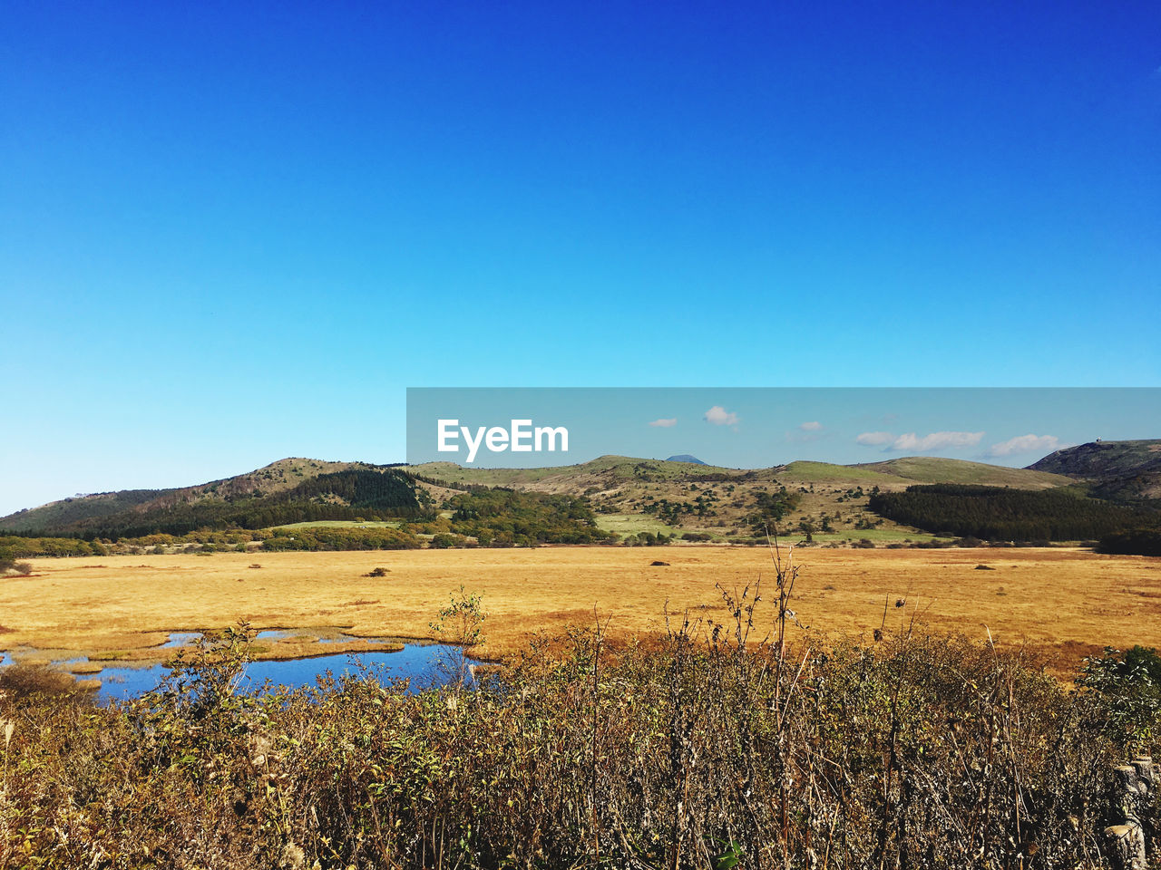 Scenic view of field against clear blue sky