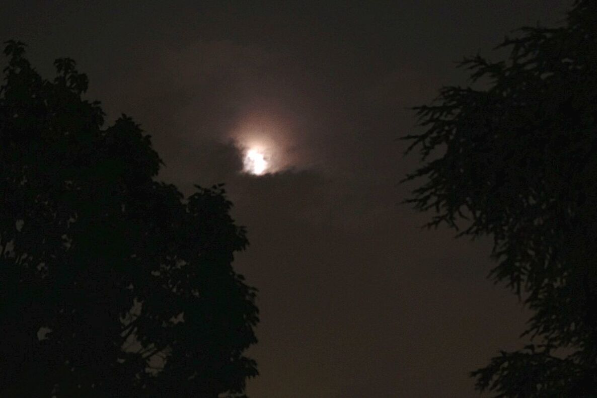LOW ANGLE VIEW OF TREES AT NIGHT