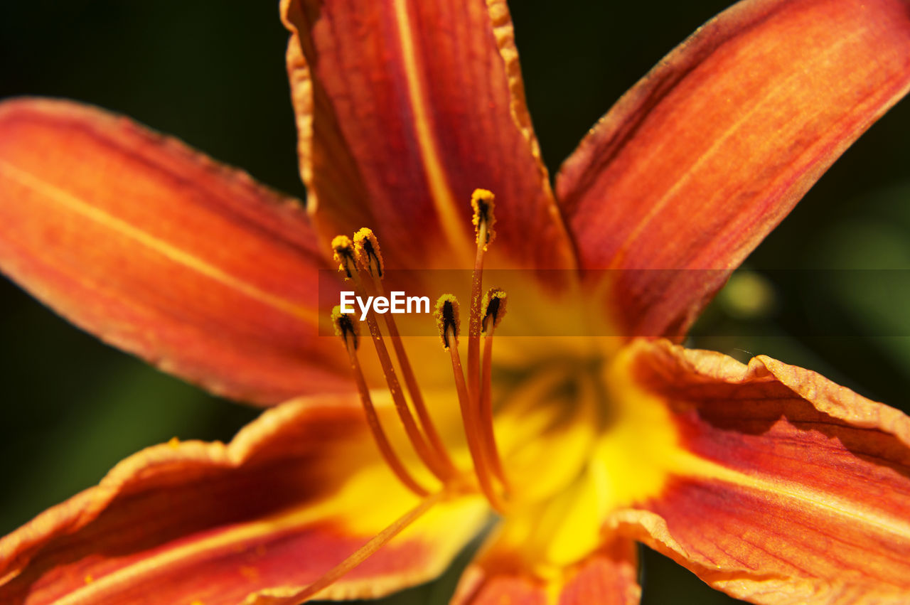 Extreme close-up of flower blooming