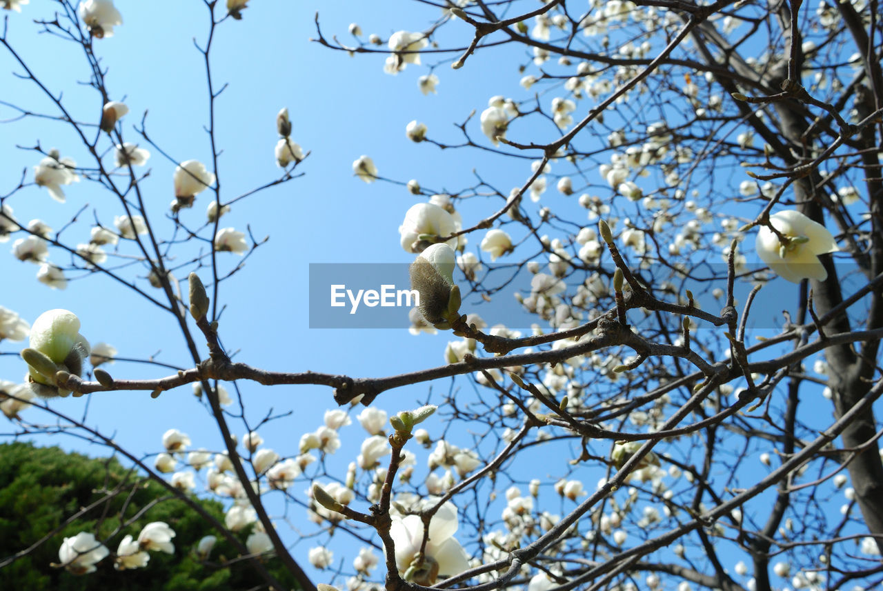 LOW ANGLE VIEW OF FLOWER TREE AGAINST SKY