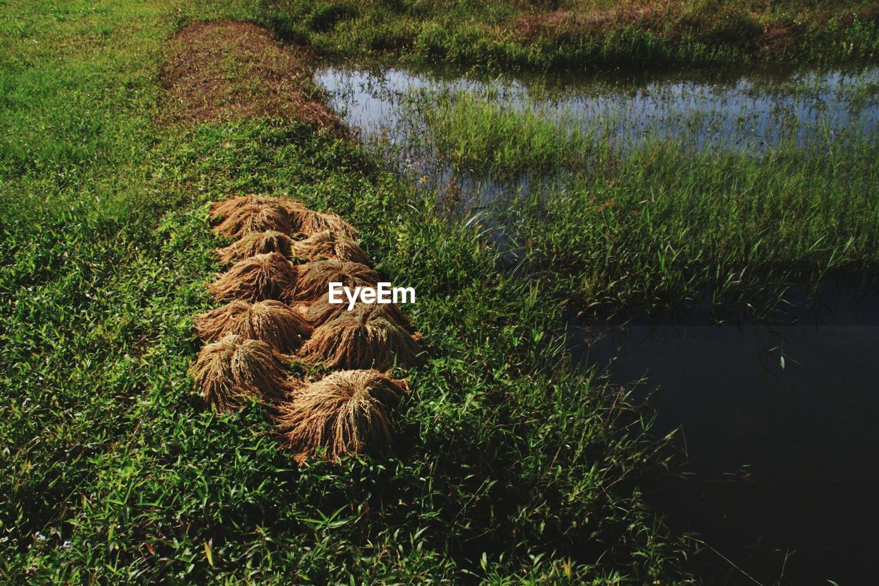 Plants on field by lake