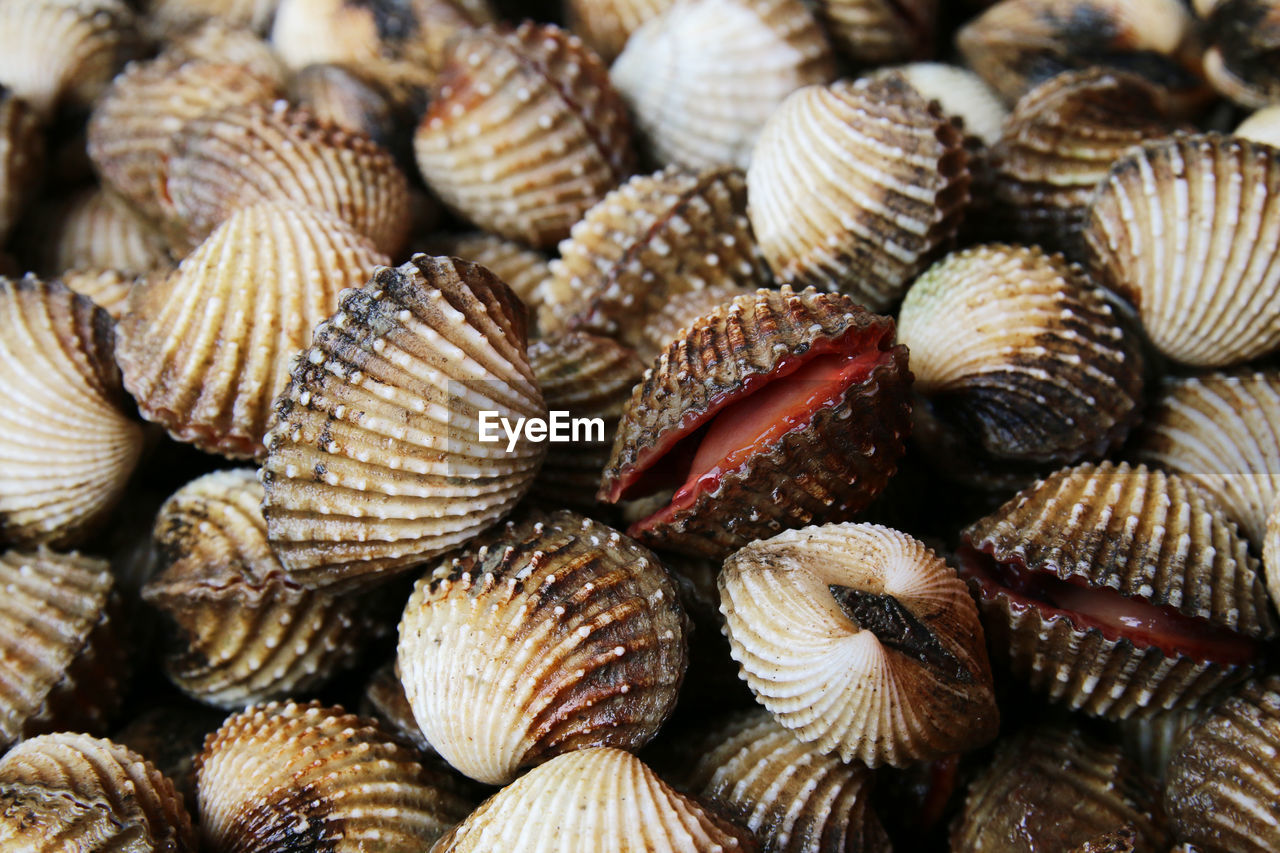 Full frame shot of seashells