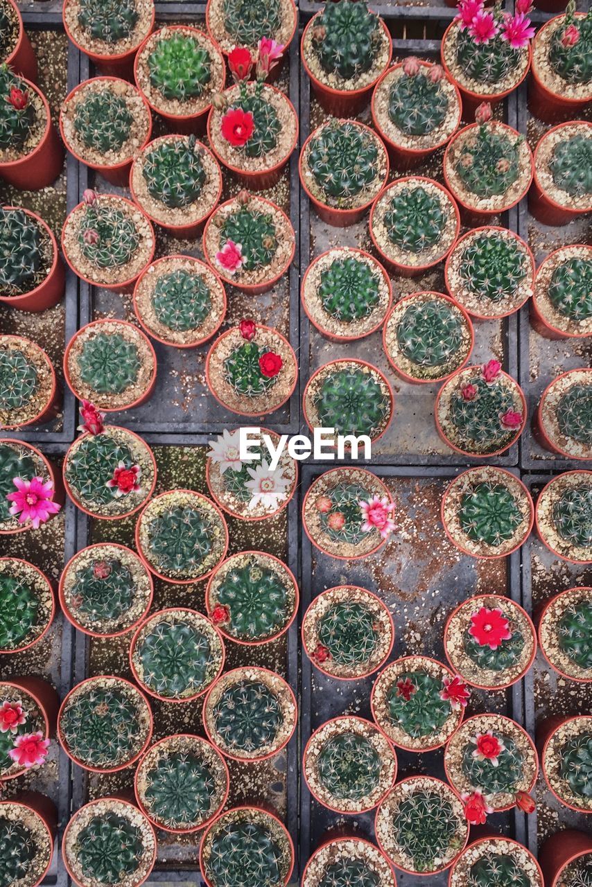 Full frame shot of cacti