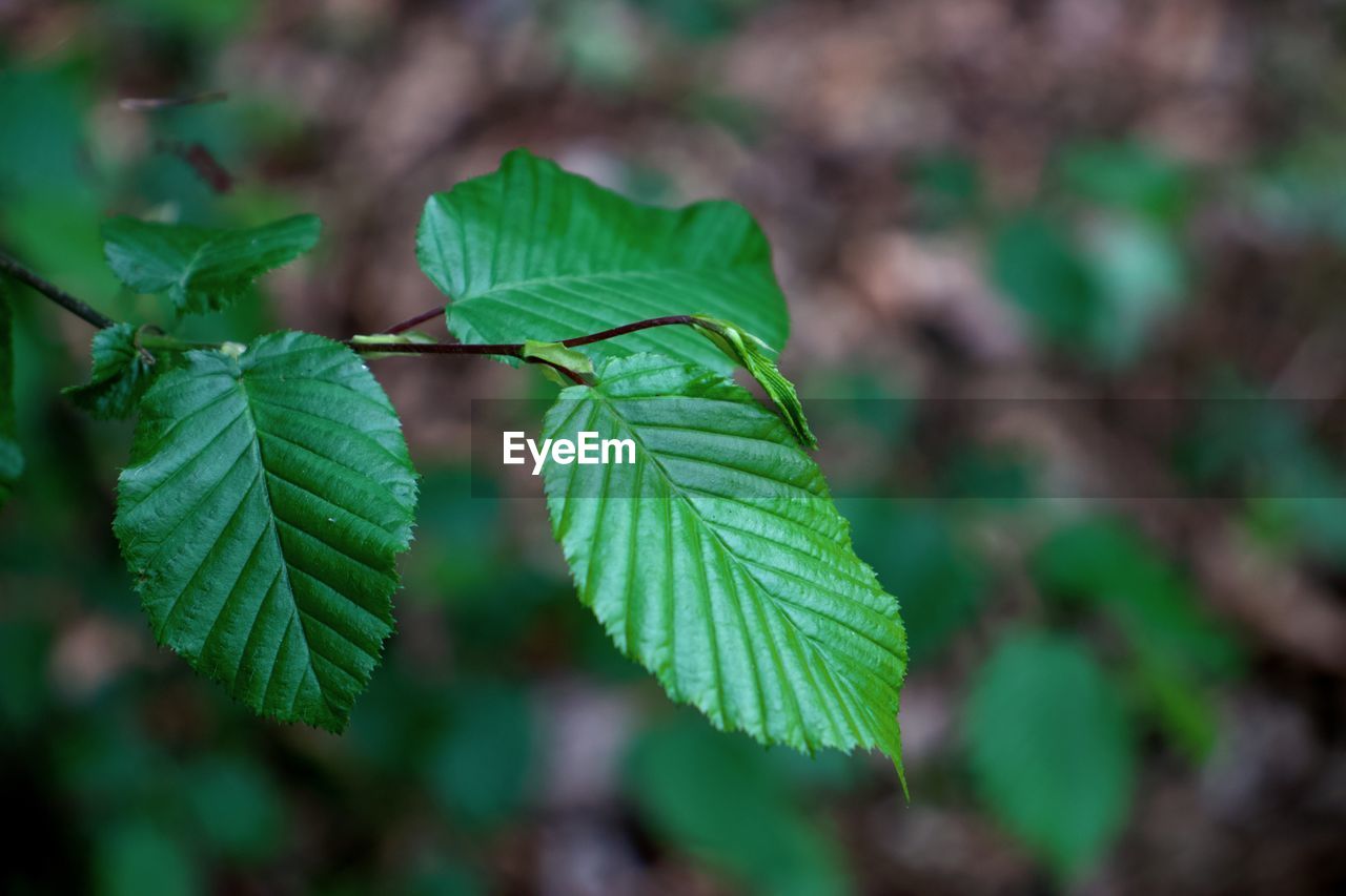 Close-up of green leaves