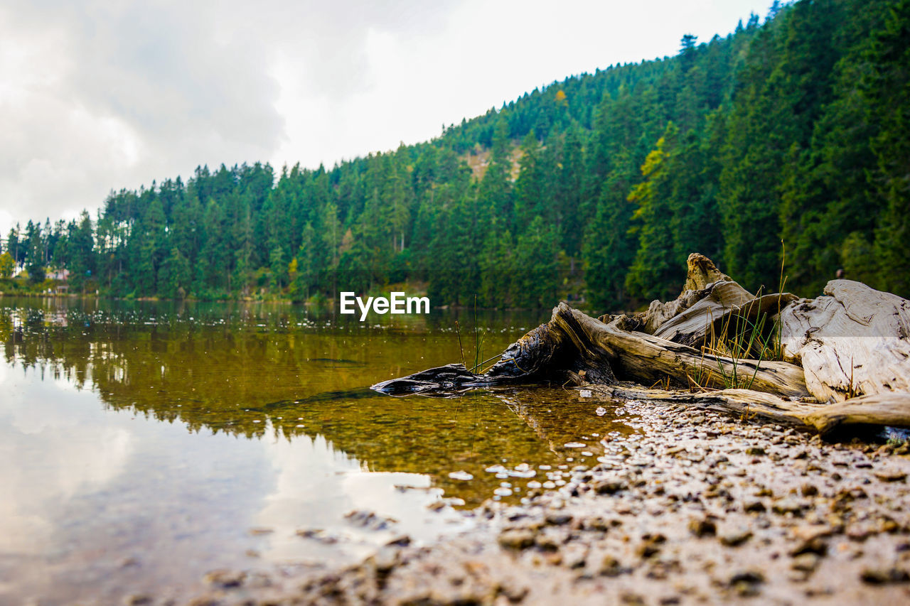 Scenic view of lake and trees against sky