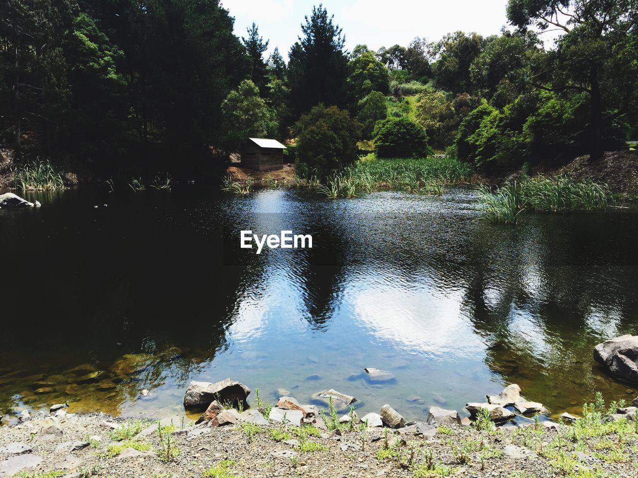 Calm lake with trees in background