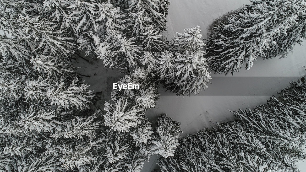 HIGH ANGLE VIEW OF FROZEN PLANT ON FIELD